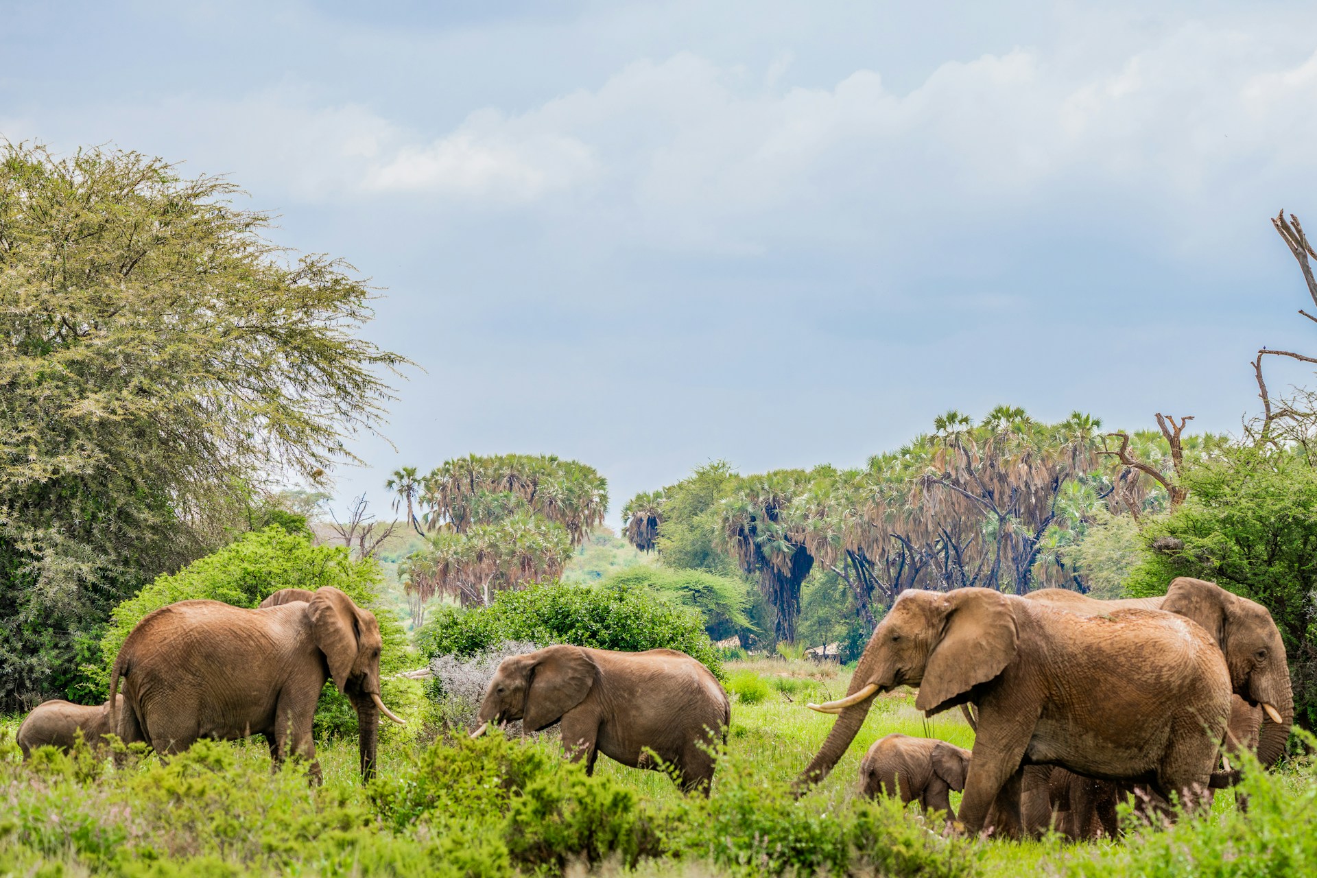 Tarangire Day Trip from Arusha or Karatu | Elephants & Baobabs