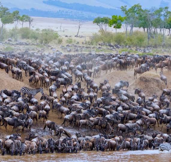 3-DAY ZANZIBAR TO GREAT MIGRATION FLY IN SAFARI cover image
