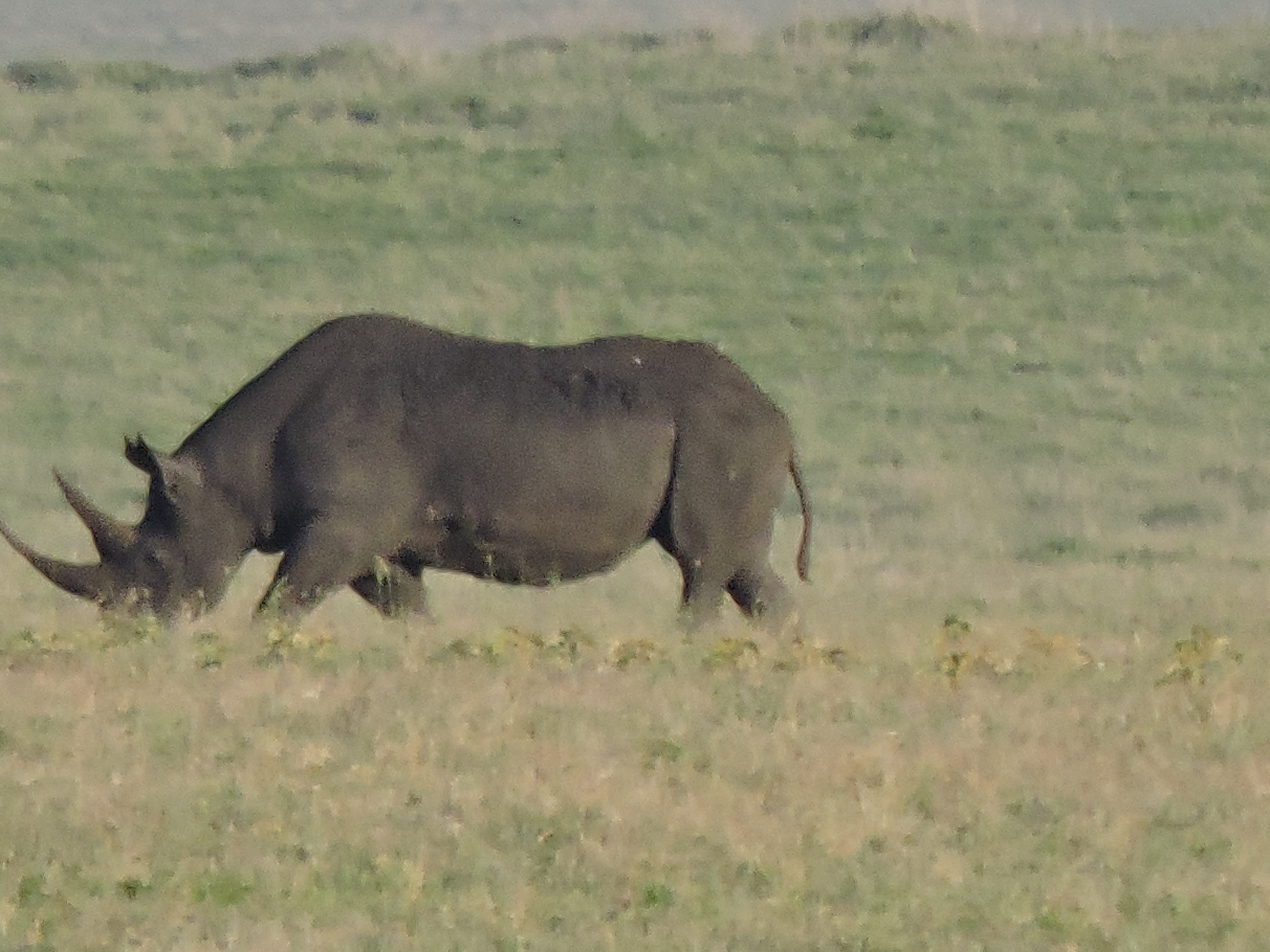 Ngorongoro Crater Day Trip Safari from Arusha or Karatu | Big Five Wildlife Adve