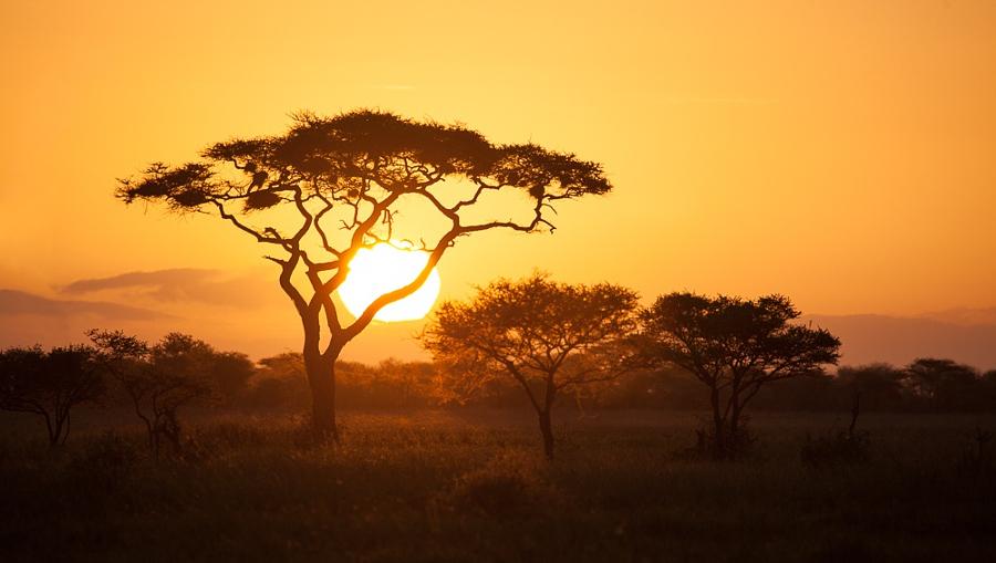 7-Day Luxury Northern Tanzania Prestige Safari. cover image