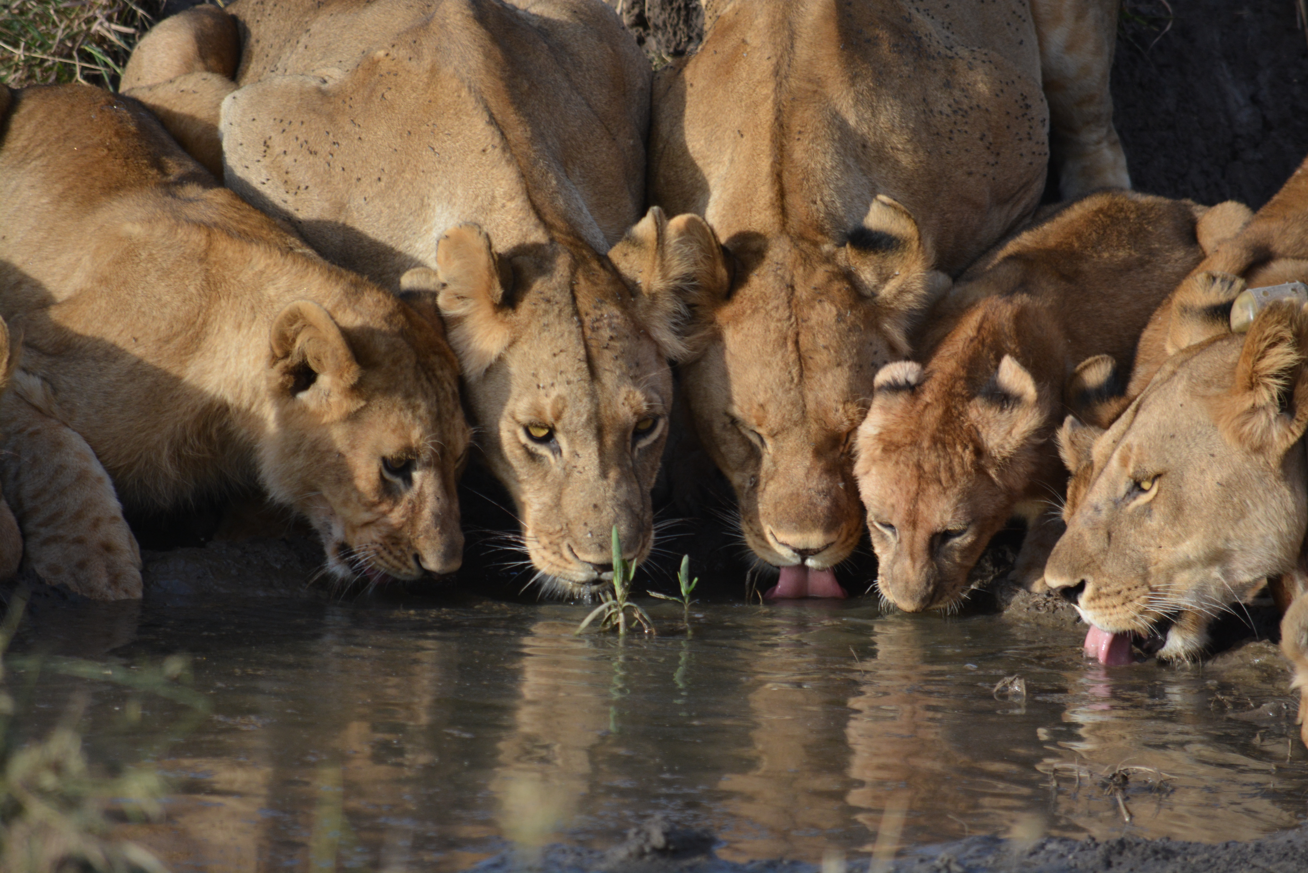 5-Day Serengeti & Ngorongoro Safari: Isebania–Namanga cover image