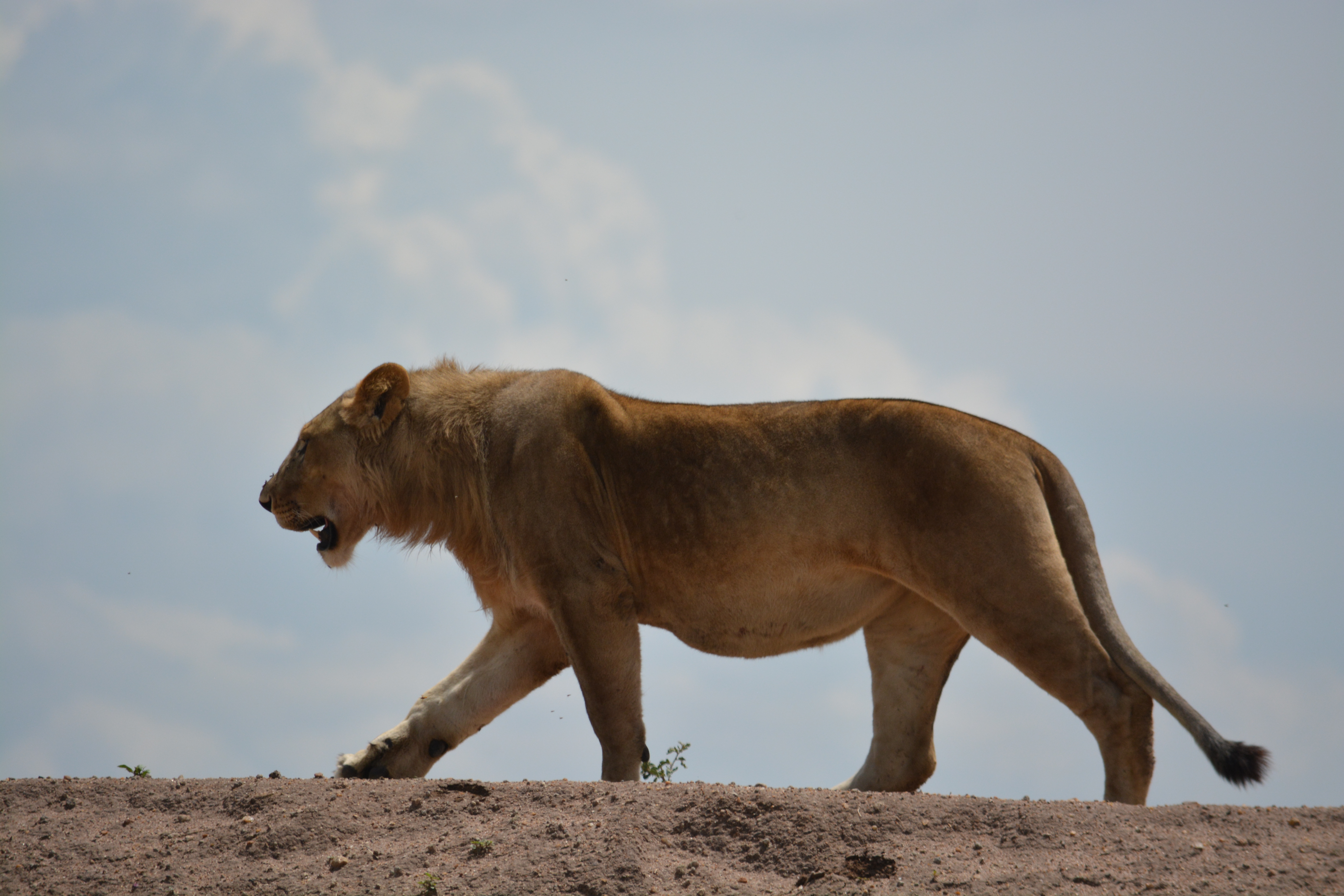 7-Day Tanzania Safari