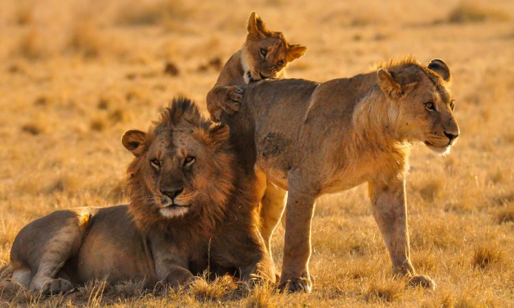 7 Days Tarangire,serengeti,crater & Walking Mto Wa Mbu